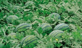 消夏吃瓜好去处,探寻最佳吃瓜胜地