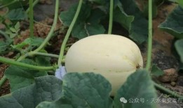 秦安吃瓜校长,揭秘校园里的麻辣烫事件