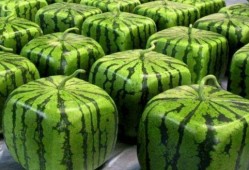 成都吃瓜基地在哪里