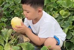 鉴定吃瓜,一场全民参与的鉴定盛宴