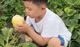 鉴定吃瓜,一场全民参与的鉴定盛宴