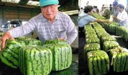 日本吃籽瓜,传统美食与现代创新的完美融合