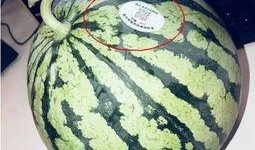 网红瓜瓜吃瓜,揭秘网红圈的那些事儿