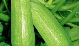 twitt吃瓜,揭秘twitt吃瓜背后的娱乐真相