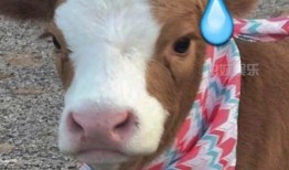 抖音综艺吃瓜,揭秘娱乐圈幕后故事