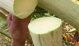 河南吃皮的瓜,探寻吃皮瓜的独特风味