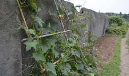 农村女旁边吃瓜,瓜香四溢话家常