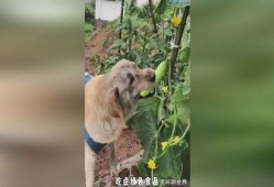 吃瓜小狗拍照视频,小狗拍照视频萌翻网友