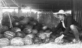 乐陵吃瓜群众事件始末,一场网络舆论的风波与反思