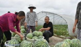 早上买菜群众吃瓜,买菜群众共享瓜果乐