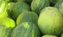 日本吃籽瓜,传统美食与现代创新的完美融合