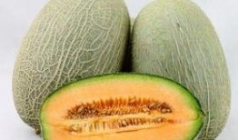 吃菌可以吃哈密瓜吗,探索菌类与哈密瓜的完美搭配