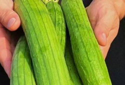 常吃蔬菜有哪些瓜