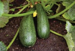 秋季必吃瓜,必吃瓜果盘点