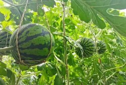 甘肃武威吃瓜事件,一场网络热议背后的真相与反思