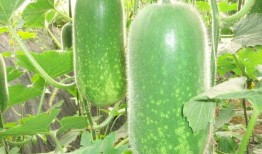 无棣吃瓜大新闻,揭秘当地奇闻轶事