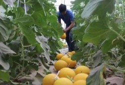 绿洲的吃瓜,夏日盛宴尽享