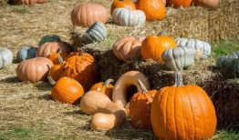 早上买菜群众吃瓜,买菜群众共享瓜果乐