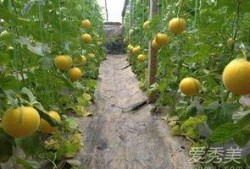 聪慧瓜皮吃瓜,揭秘网络热点的趣味解读