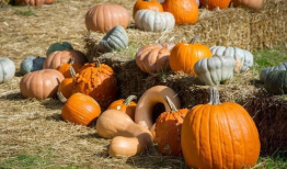 吃瓜的小塔,网络红人的崛起与影响力