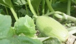 新疆密瓜怎么吃,新疆密瓜的多样食法探索