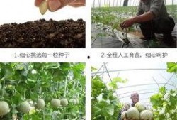 年终最惨的吃瓜,揭秘幕后真相与惊人反转