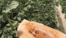 绿洲的吃瓜,夏日盛宴尽享