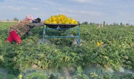 绿洲的吃瓜,夏日盛宴尽享