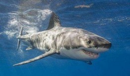 白鲨吃瓜是什么瓜,揭秘白鲨钟爱的“吃瓜”之谜