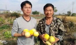 吃瓜群众大鹏,吃瓜群众的娱乐盛宴