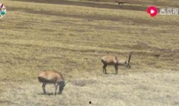 黑马闹腾吃瓜视频,揭秘网络热点的背后故事