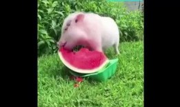 吃瓜小猪摆件,趣味盎然——揭秘吃瓜小猪摆件的独特魅力