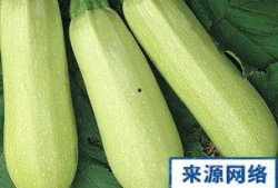 怀孕了可以吃白瓜吗,白瓜，孕妇的安心之选