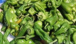 吃哈密瓜可以吃青椒吗,美味搭配的饮食新主张