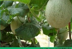 睡鼠吃哈密瓜吗,揭秘它们对哈密瓜的喜爱之谜