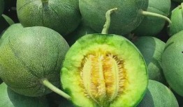 绿宝瓜能直接吃吗怎么吃,直接享用还是烹饪佳品？