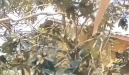 男生爬树吃瓜,男生爬树吃瓜的欢乐时光