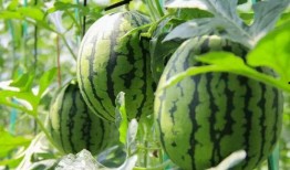 被浇灌的白莲花作者 吃瓜群众,吃瓜群众视角下的网络热词解析