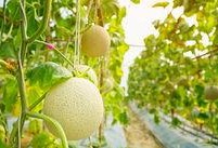 吃梨瓜带发吗,助你轻松养发护发