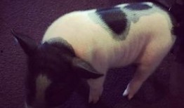 小香猪宠物吃瓜,瓜果飘香，萌宠享乐时光