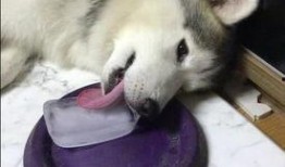 舔狗 吃瓜,揭秘网络社交的另类现象