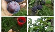 高州翰林府吃瓜,探寻古韵食趣，品味瓜果盛宴