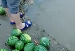 晚餐河边吃瓜,瓜香四溢的晚餐时光