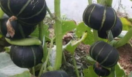 放板栗瓜怎么吃,教你轻松解锁多种食用方法