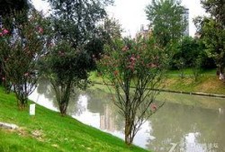 吃瓜成都沙河公园,吃瓜群众的欢乐聚集地