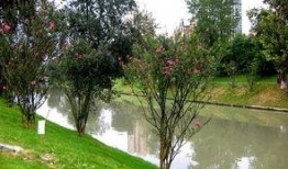 吃瓜成都沙河公园,吃瓜群众的欢乐聚集地