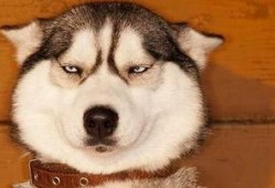 狗头萝吃瓜视频