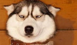 狗头萝吃瓜视频