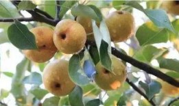 梨瓜能给宝宝吃吗