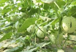 瓜州停车区免费吃瓜,免费吃瓜，夏日清凉好去处